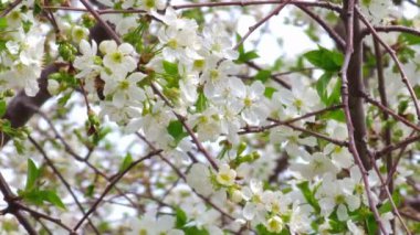 Güneşli bahar gününde çiçek açan kiraz ağacı, geniş açılı yakın plan.