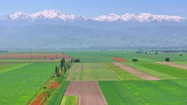 Tarımsal alanda tanınmayan bir insan işçi ve traktör. Güneşli bahar gününde yarı yeşil, yarı saban sürmüş, hava manzaralı, kaideyi indirme kamera hareketi.