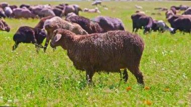 Yağlı fayanslı koyun sürüsü güneşli bir günde uzun çimenlerde otluyor..