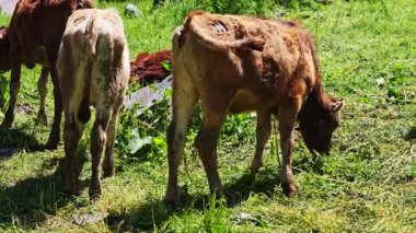 Kürklü kahverengi inekler güneşli bahar gününde, kayaların ve ısırgan otlaklarının yanında otluyorlar..