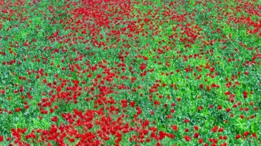 Çavdar tarlasında açan kırmızı gelincikler güneşli bir günde rüzgarda savruluyor, doli hareketli ve yüksek açılı arka plan. Papaver rhoeas tarımda bir ot bitkisi olarak.