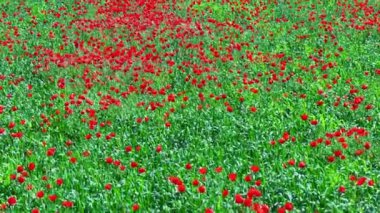 Çavdar tarlasında açan kırmızı gelincikler güneşli bir günde rüzgarda savruluyor, doli hareketli ve yüksek açılı arka plan. Papaver rhoeas tarımda bir ot bitkisi olarak.