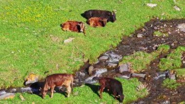 Siyah ve kahverengi inekler, güneşli bir bahar akşamı ince dağ dereleri arasında yeşil çimlerde otlayıp etkileşime geçiyorlar.