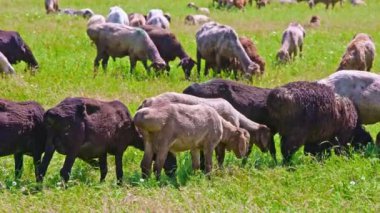 Yağlı fayanslı koyun sürüsü güneşli bir günde uzun çimenlerde otluyor..