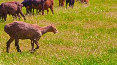 Beyaz yağlı kuyruklu koyun, güneşli bahar günlerinde otlakta gölgelerinde saklanmak için ayakta duruyor ve diğerlerine yaklaşıyor..