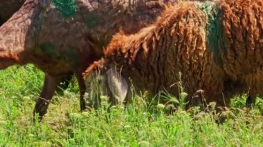 Sırtında yeşil lekeler olan kahverengi kuyruklu koyunlar, güneşli bir günde uzun çimenlerde otluyorlar..