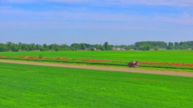 Tarımsal alanda traktör - yarı yeşil ve yarı saban güneşli bahar gününde, yörüngedeki kamera hareketleriyle hava görüntüsü