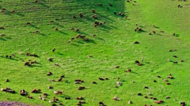 Sayısız koyun ve keçi, ilkbahar öğleden sonra güneşli yeşil bir dağlık alana saçıldı.