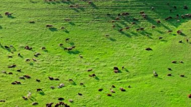Sayısız koyun ve keçi, ilkbahar öğleden sonra güneşli yeşil bir dağlık alana saçıldı.