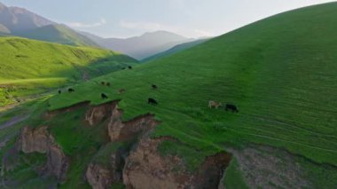 Yeşil dağlar, yeşil dağ yamacının altında otlayan hayvanlar özgür ineklerle Idyllic kırsalında çayırlarda otluyor..