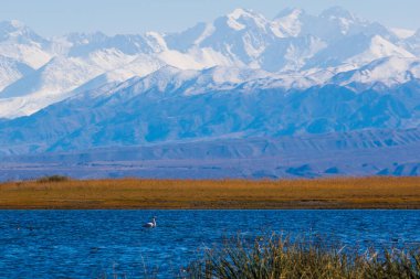 Issyk-Kul Gölü 'nün mavi sığ sularında pembe flamingo. Sonbahar öğleden sonra arka planda dağlar..
