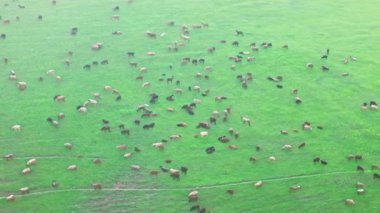 Sayısız koyun ve keçi ilkbahar öğleden sonra yeşil dağlık çayırlara saçıldı.