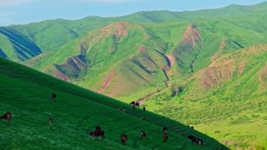 Yeşil dağlar, yeşil dağ yamacının altında otlayan hayvanlar özgür ineklerle Idyllic kırsalında çayırlarda otluyor..