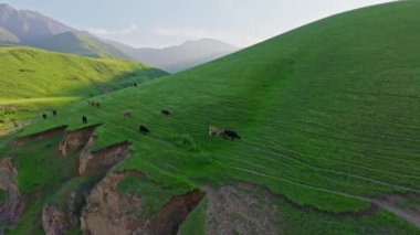 Yeşil dağlar, yeşil dağ yamacının altında otlayan hayvanlar özgür ineklerle Idyllic kırsalında çayırlarda otluyor..