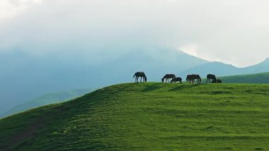 Kırgızistan 'daki güneşli bahar gününde yeşil Jailoo Dağı tepesinde otlayan bir grup at, yay kameralı hareketinin yörüngesindeler.