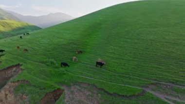 Yeşil dağlar, yeşil dağ yamacının altında otlayan hayvanlar özgür ineklerle Idyllic kırsalında çayırlarda otluyor..