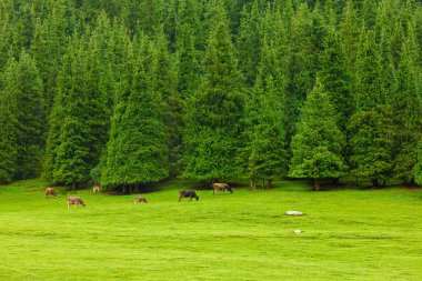 few free-range grass-fed cows are grazing near spruce forest at the mountain hills at rainy summer day in Grigoryevskoye gorge in Kyrgyzstan clipart