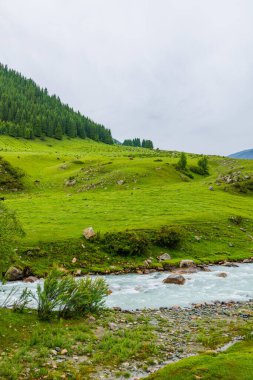 Yeşil dağ yamacında yağmurlu bir gün. Nehir ve inekler uzaklarda otluyor.
