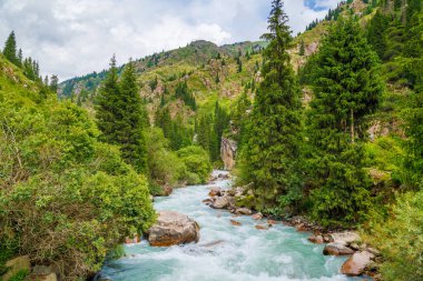 rainy weather summer mountain river landscape with spruce forest on sides clipart