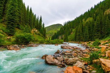 rainy weather summer mountain river landscape with rocks on river banks and spruce forest on mountain slopes clipart