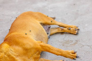 Yerde sineklerle birlikte ölü bir köpek cesedi var.