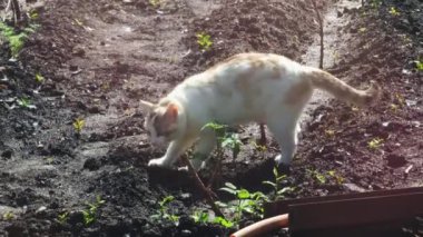 Beyaz evcil kedi bahar sabahı bir kailyard bahçesinde işiyor.