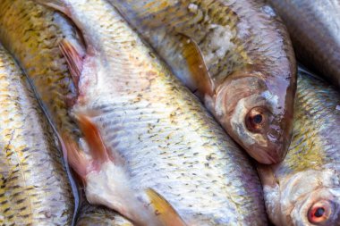 pile of gutted and scaled uncooked freshwater roach fish with heads, closeup full-frame background clipart