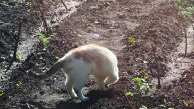 Beyaz evcil kedi, bahar sabahı üzerine işedikten sonra kailyard bahçesinde toprak kazıyor.