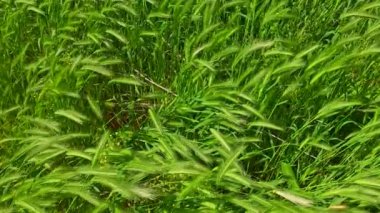 Yeşil çavdar viskisi tarımsal arkaplan için statik el kamerası olan tam kare görüntüsü
