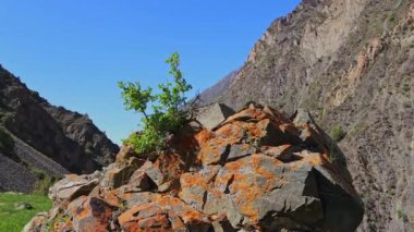 Küçük çalı, güneşli yaz gününde dağlarda büyük bir kaya çatlağında yetişiyor. Mavi gökyüzü arkaplanı, statik kamerayla yakın çekim.