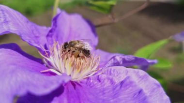 Bal arısı menekşe desenli Clematis çiçeğinin üzerinde sürünüyor, yakından bak.