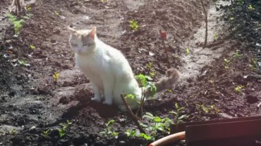 Beyaz evcil kedi bahar sabahı bir kailyard bahçesinde işiyor.