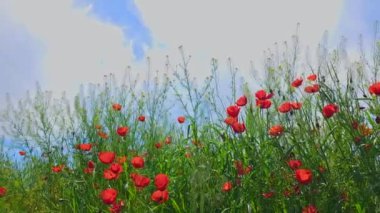 Yeşil çimlerde açan kırmızı gelincikler güneşli bir günde rüzgarda sallanıyorlar. Papaver rhoeas tarımda bir ot bitkisi olarak.