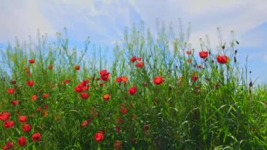 Yeşil çimlerde açan kırmızı gelincikler güneşli bir günde rüzgarda sallanıyorlar. Papaver rhoeas tarımda bir ot bitkisi olarak.