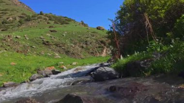 Çalı gölgesi altındaki dağ nehri. Güneşli yaz gününde arka planda at otlatıyor..