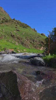 Çalı gölgesi altındaki dağ nehri. Güneşli yaz gününde arka planda at otlatıyor..