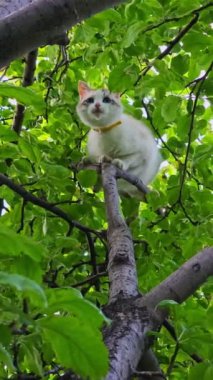 Meraklı ve oyuncu bir kedi, etrafını çevreleyen canlı yeşil yapraklarla çevrili, dayanıklı bir dalda rahatça dinleniyor.