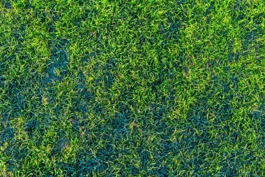 yeşil çimenler sabah sabah stoklanmış desen ve tam çerçeve arka plan ile kaplıdır