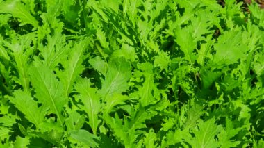Bahçede yetişen taze yeşil roka yaprakları. Tam kare kapatma arkaplanı.