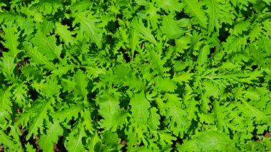 Bahçede yetişen taze yeşil roka yaprakları. Tam kare kapatma arkaplanı.