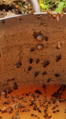 Arılar ve sinekler etrafta vızıldıyor, kenarlarda oturuyorlar, ve bir kova dolusu mayalanmış sarı sıvı püre ile yüzüyorlar.