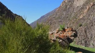 Ephedra çalısı ile yeşil çim tepe yazı tipi büyük dağ rüzgarlı yaz günü ve mavi gökyüzü arka planı