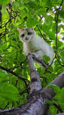 Meraklı ve oyuncu bir kedi, etrafını çevreleyen canlı yeşil yapraklarla çevrili, dayanıklı bir dalda rahatça dinleniyor.
