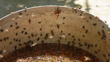 Arılar ve sinekler etrafta vızıldıyor, kenarlarda oturuyorlar, ve bir kova dolusu mayalanmış sarı sıvı püre ile yüzüyorlar.