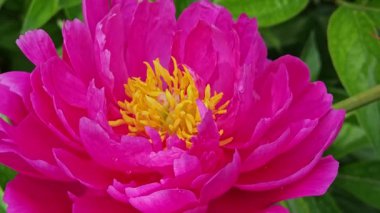 mor şakayık yakın plan geniş açı görünümü