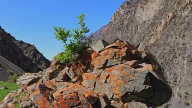 Küçük çalılar, güneşli bir yaz gününde dağlarda büyük bir kaya çatlağında yetişiyor. Mavi gökyüzü arkaplanı, yakın çekim kamerası görüntüsü.