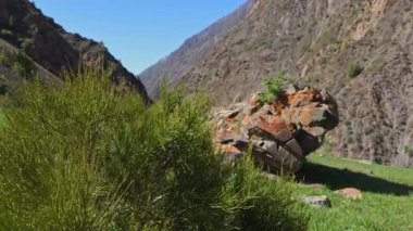 Ephedra çalısı ile yeşil çim tepe yazı tipi büyük dağ rüzgarlı yaz günü ve mavi gökyüzü arka planı