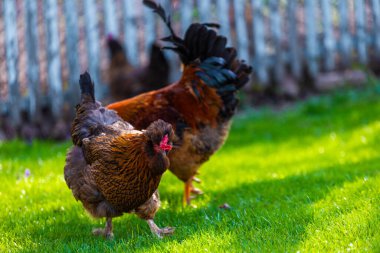 Canlı ve hayat dolu bir sahne. Yeşillik çimenlerde avlanan bir horozla birlikte serbest çiftlikteki tavukları tasvir ediyor.