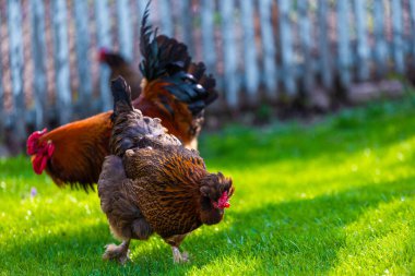 Canlı ve hayat dolu bir sahne. Yeşillik çimenlerde avlanan bir horozla birlikte serbest çiftlikteki tavukları tasvir ediyor.
