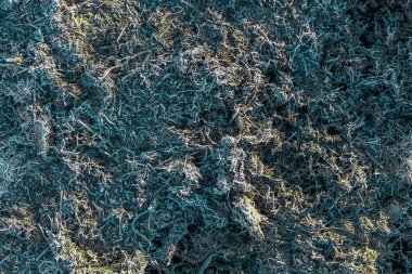 last years dead grass covered with morning frost, full-frame closeup background with high angle view clipart